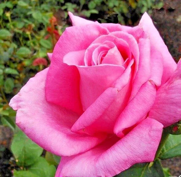 Rose Bush Live Plant – Pink Perfume Delight, Fragrant, AARS Winner, 1-2' Rosa 'Perfume Delight'