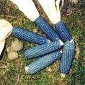 Miniature Blue Popcorn Seeds - 25 Pack, Heirloom Zea mays everta, Compact Blue Corn for Planting, Full Sun, Easy to Grow