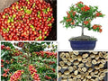 Arabica Coffee Bonsai Tree Seeds - 5 Pack - Indoor Miniature Plant - Coffea arabica Seed Kit