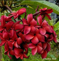 Plumeria Plant in 2.5-Inch Pot | Red Fragrant Blooms | Plumeria rubra Rooted Shrub for Garden or Indoor