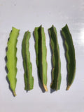 White Dragon Fruit Cuttings 5pcs, Hylocereus undatus, 6-inch Pitaya Cactus, Fresh Plant Material for Home Garden