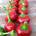 Cherry Pepper Seeds – Large Red Heirloom Non-GMO Capsicum annuum for Home Garden, Culinary Use, 25 Seeds