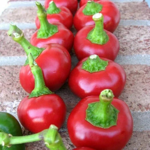 Cherry Pepper Seeds – Large Red Heirloom Non-GMO Capsicum annuum for Home Garden, Culinary Use, 25 Seeds