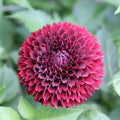 25 Mirella Dahlia Seeds - Perennial Flower Seeds for Vibrant Summer Blooms - Dahlia pinnata