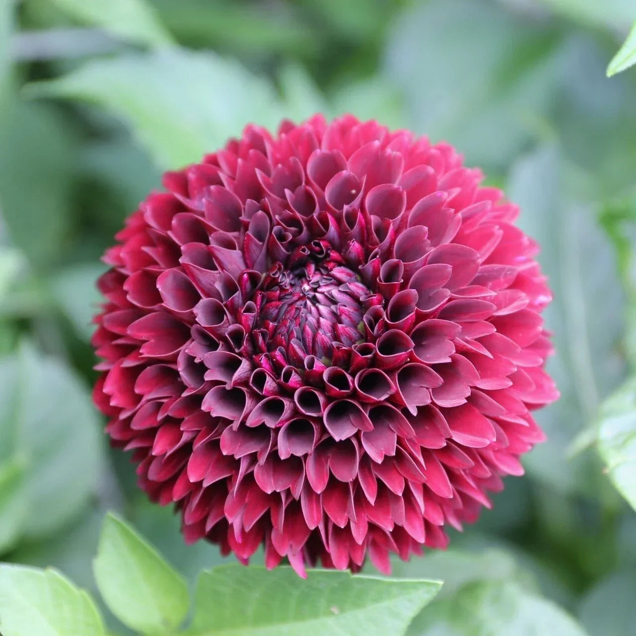 25 Mirella Dahlia Seeds - Perennial Flower Seeds for Vibrant Summer Blooms - Dahlia pinnata
