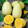 Spaghetti Squash Seeds - Organic Heirloom Cucurbita pepo, Non-GMO, Culinary Variety, 5-100 Seeds