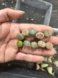 Living Stone Succulents 30pc Bare Root Lithops Collection for Indoor Gardening and Terrariums