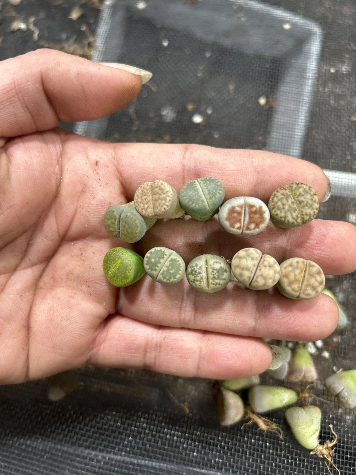 Living Stone Succulents 30pc Bare Root Lithops Collection for Indoor Gardening and Terrariums