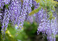 Purple Chinese Wisteria Starter Live Plant, Wisteria sinensis, Fast-Growing Climbing Vine, Fragrant Blooms, Garden, Patio, Trellis