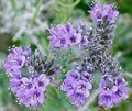 Lacy Phacelia Seeds - 100 Fresh Non-GMO Seeds for Wildflower Gardens, Pollinator Attractant, Soil Enrichment, Phacelia tanacetifolia