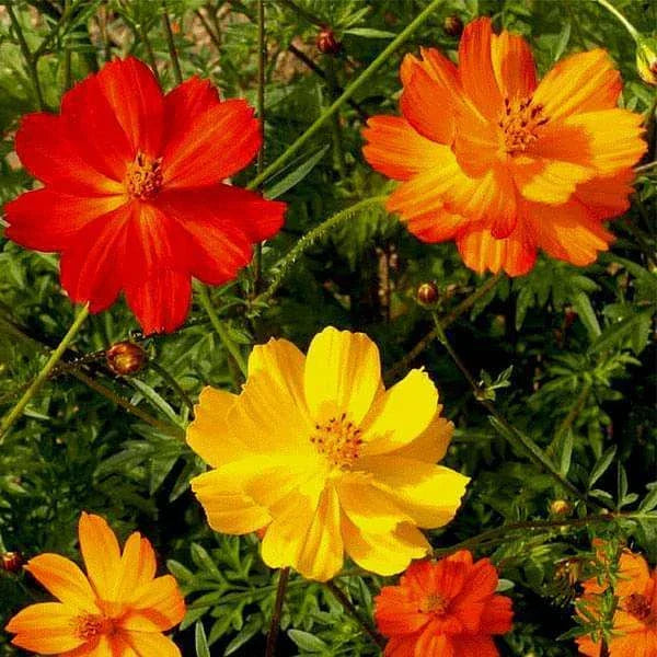 Cosmos Seeds 100 Ct | Bright Lights Mix | Annual Cut Flower Garden | Cosmos bipinnatus