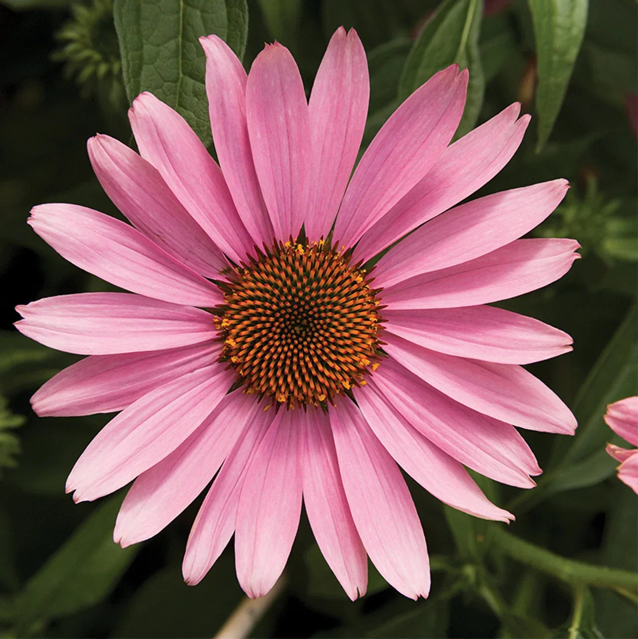 Prairie Splender Coneflower Seeds - Echinacea purpurea Perennial Flower Seeds for Garden, 50 Pack