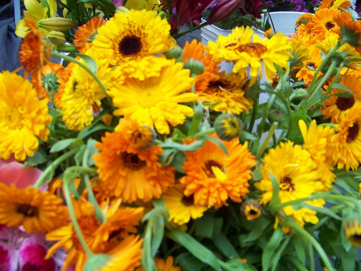 Calendula officinalis Seeds - Edible Flower Seeds for Gardens & Containers - Resilient Bright Orange & Yellow Blooms