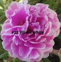 Moss Rose Cuttings - 10 Unrooted Pink and White Portulaca Grandiflora Plants