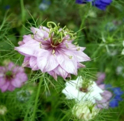 Love in a Mist Flower Seeds – Mixed Colors, 50 Seeds, Nigella damascena, Annual, Easy to Grow, Vibrant Blooms, Pollinator Attractant