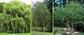 Willow Trees Bundle 5 Pack - Weeping, Austree Hybrid & Corkscrew Willows - Salix spp. for Landscaping and Garden