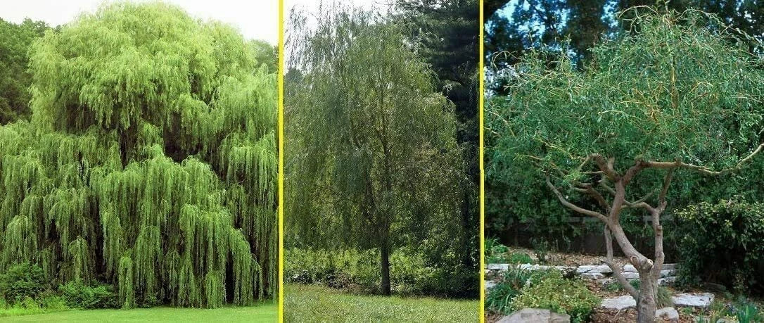 Willow Trees Bundle 5 Pack - Weeping, Austree Hybrid & Corkscrew Willows - Salix spp. for Landscaping and Garden