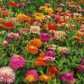 Giant Cactus Pinca Mix Zinnia Seeds - 100+ Pack, Colorful Garden Flowers, Zinnia elegans, Annual, Easy Grow