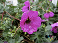 25+ Subcaulescens Geranium Seeds for Garden Planting - Pelargonium subcaulescens, Colorful Blooms, Easy to Grow, USA Grown