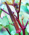 Red Burgundy Okra Seeds - 50+ Abelmoschus esculentus Heirloom Vegetable Seeds for Home Garden, Container Gardening