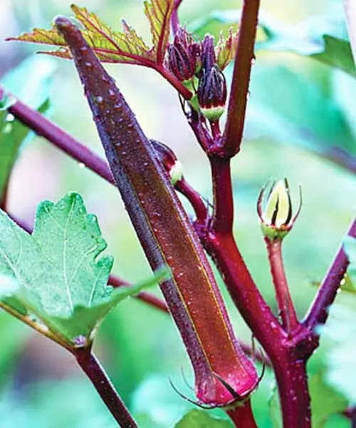 Red Burgundy Okra Seeds - 50+ Abelmoschus esculentus Heirloom Vegetable Seeds for Home Garden, Container Gardening