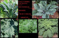 Combo Kale Seeds Pack - 400 Seeds (Lacinato, Red Russian, Blue Curled, Siberian Premier) Brassica oleracea