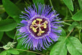 Passion Flower Starter Plant 4” - Passiflora Incarnata Live Vine