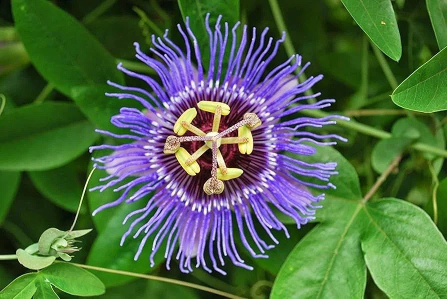 Passion Flower Starter Plant 4” - Passiflora Incarnata Live Vine