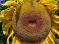 American Giant Hybrid Sunflower Seeds - Pack of 50 - Helianthus annuus - Tall, Bright Yellow Flowers, Easy to Grow