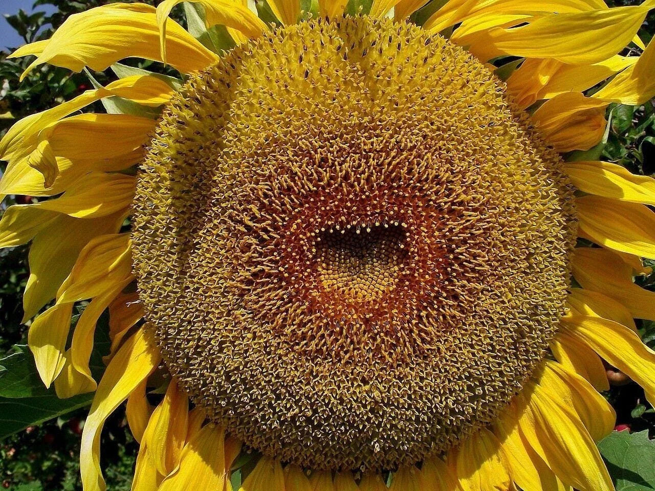 American Giant Hybrid Sunflower Seeds - Pack of 50 - Helianthus annuus - Tall, Bright Yellow Flowers, Easy to Grow