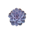 Echeveria Purple Pearl Rooted Starter Plant | Succulent | Colorful Variety