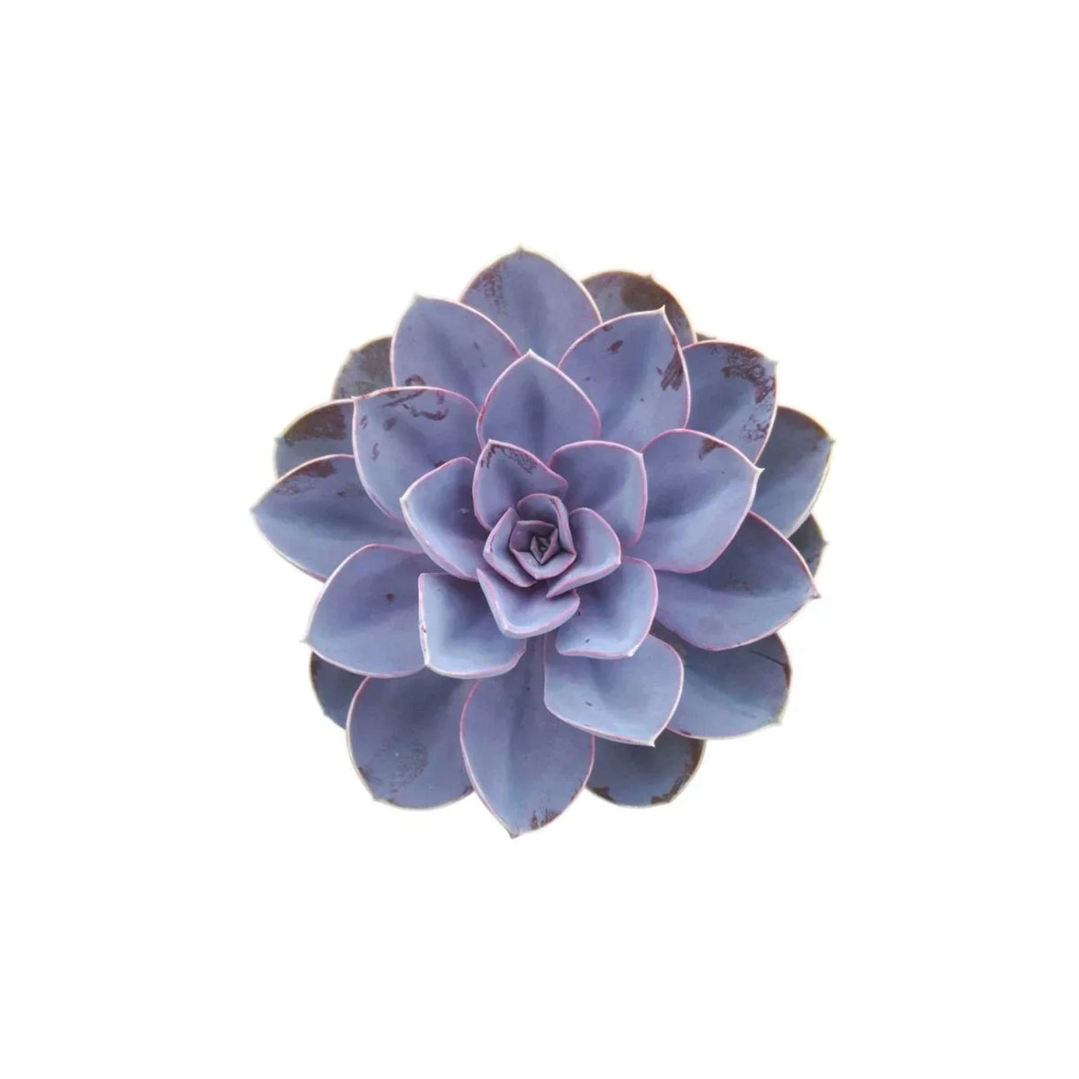 Echeveria Purple Pearl Rooted Starter Plant | Succulent | Colorful Variety