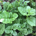 Organic Green Malabar Spinach Seeds - Basella alba, Climbing Vine, 30+ Non-GMO, Organic, Includes Free Green Round Eggplant Seeds