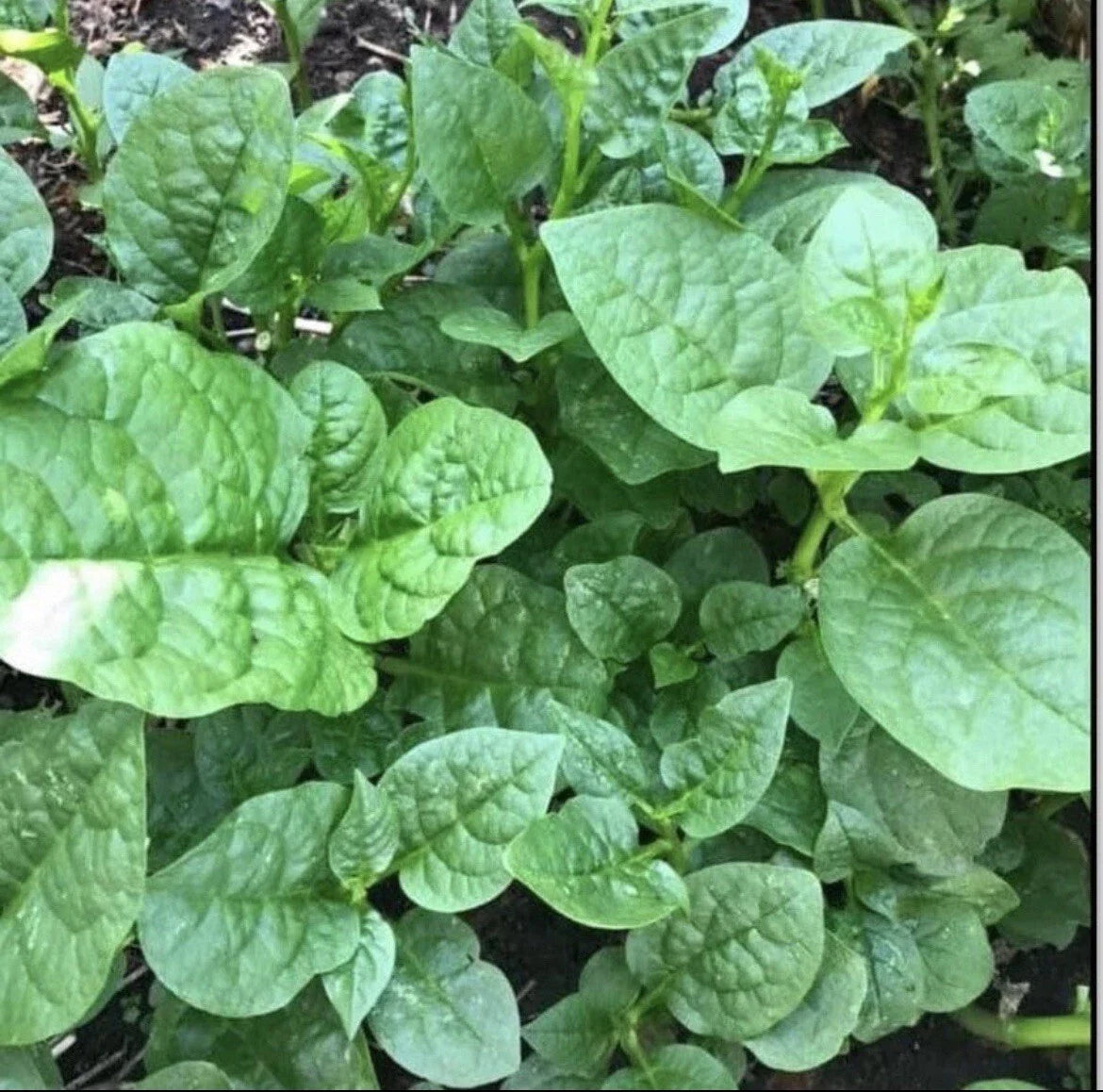 Organic Green Malabar Spinach Seeds - Basella alba, Climbing Vine, 30+ Non-GMO, Organic, Includes Free Green Round Eggplant Seeds