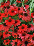 Sombreo Red Coneflower Seeds - Echinacea purpurea Perennial Flower Seeds for Garden Planting - Vibrant Red Blooms, Butterfly & Bee Attractant