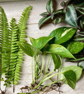 Rooted Plant Cuttings Set - 15 Mix Indoor Garden Collection - Propagation and Decoration - Multiple Varieties