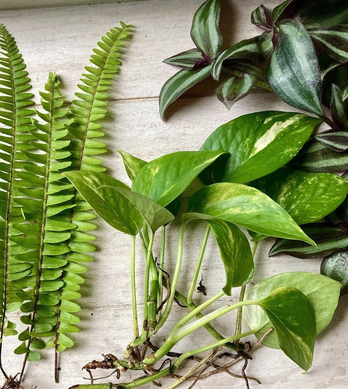 Rooted Plant Cuttings Set - 15 Mix Indoor Garden Collection - Propagation and Decoration - Multiple Varieties