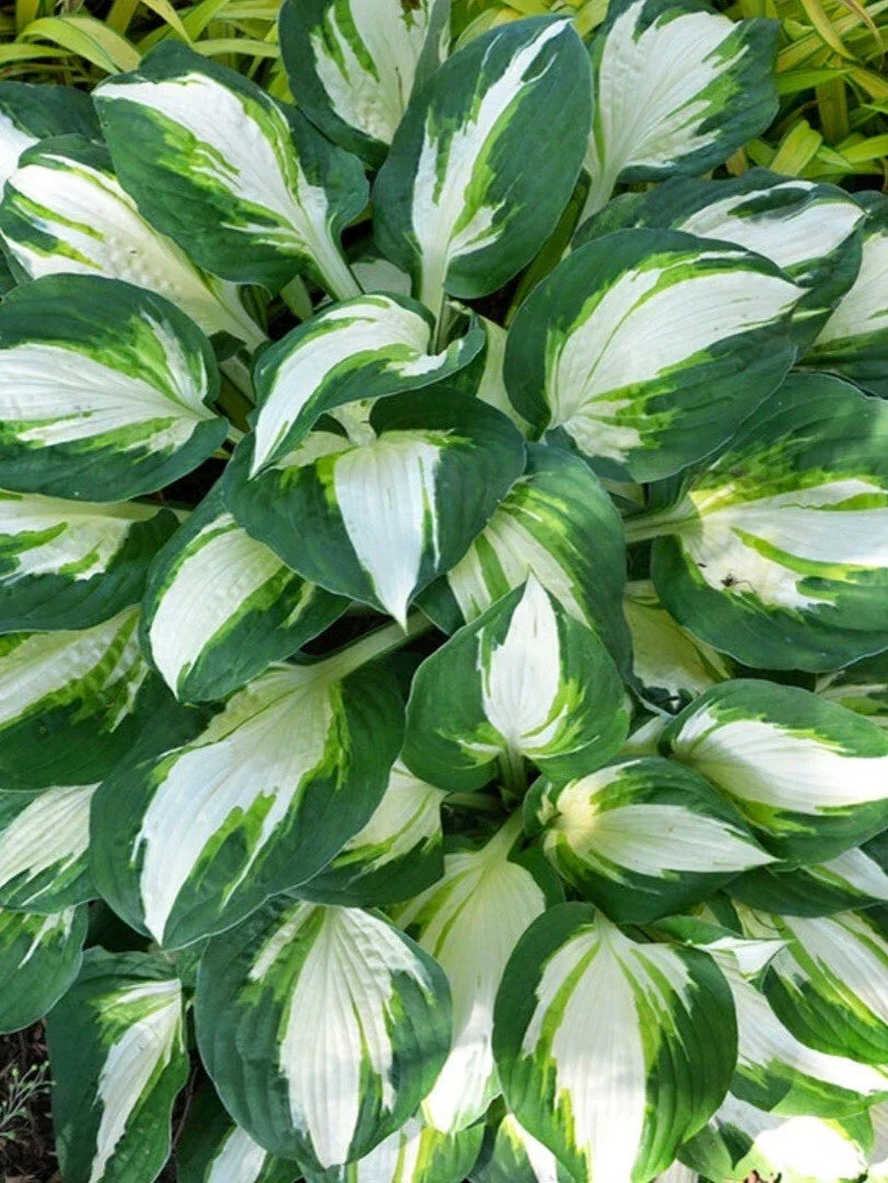 Hosta Vulcan Plant - Hardy Perennial with Dark Green and Creamy Yellow Leaves