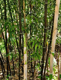 Black Bamboo Rhizomes 1-12 Pack | Phyllostachys nigra | Fast-Growing Bare Root Plants for Privacy & Landscaping