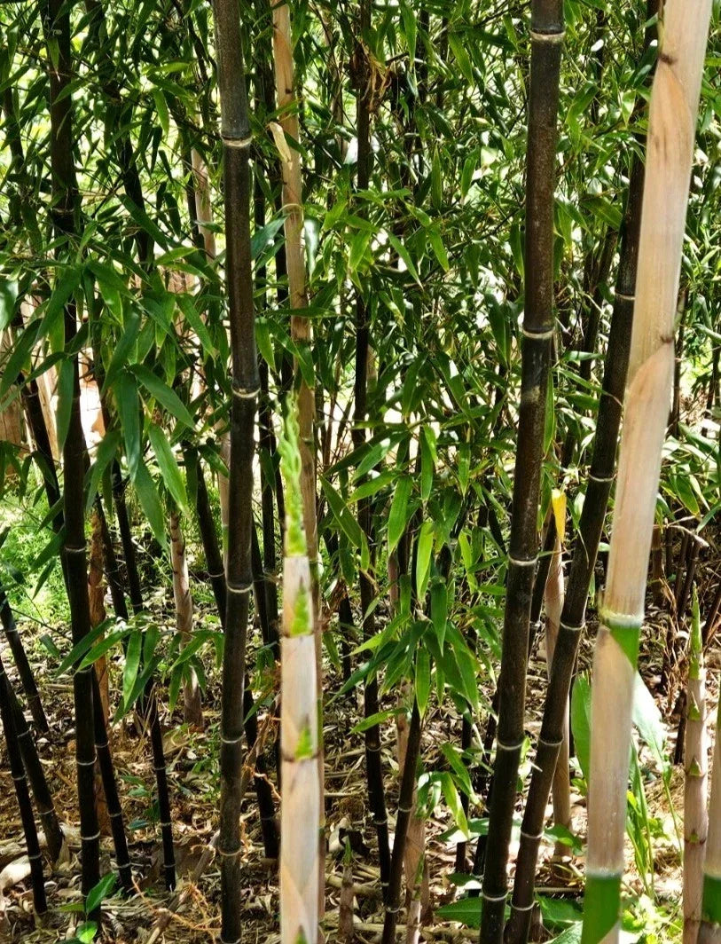 Black Bamboo Rhizomes 1-12 Pack | Phyllostachys nigra | Fast-Growing Bare Root Plants for Privacy & Landscaping