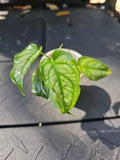 Philodendron Brandtianum Silver Monstera Rooted Plant in 2.5" Pot, Indoor Houseplant, Variegated Greenery, Philodendron