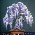 Purple Wisteria Flower Seeds - Perennial Climbing Plant for Trellises & Bonsai - Wisteria sinensis - 10 Pack