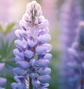 Lupine Flower Seeds - Perennial Variety, Vibrant Blue, Purple & Pink Blooms, LUPINUS perennis, Easy to Grow