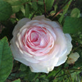 Clotilde Soupert Rose Plant - Heirloom Polyantha, White Pink Fragrant Flowers, Own Root, 4-Inch Pot, USDA Zones 7-9