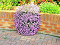 Pink Rock Soapwort Seeds - Perennial Groundcover for Containers & Baskets, Saponaria ocymoides, Pink Flowers, Trailing Habit