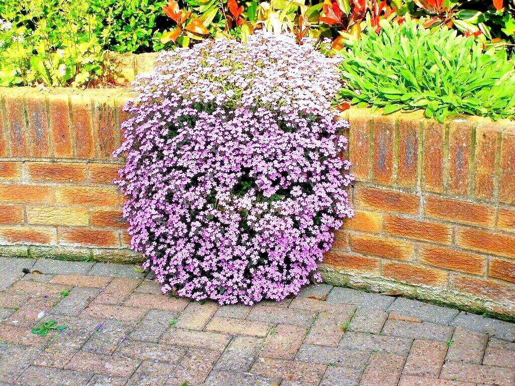 Pink Rock Soapwort Seeds - Perennial Groundcover for Containers & Baskets, Saponaria ocymoides, Pink Flowers, Trailing Habit