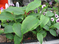 Cold Hardy Banana Plant - 4" Potted Musa basjoo - Live Tropical Banana for Garden & Indoor Use