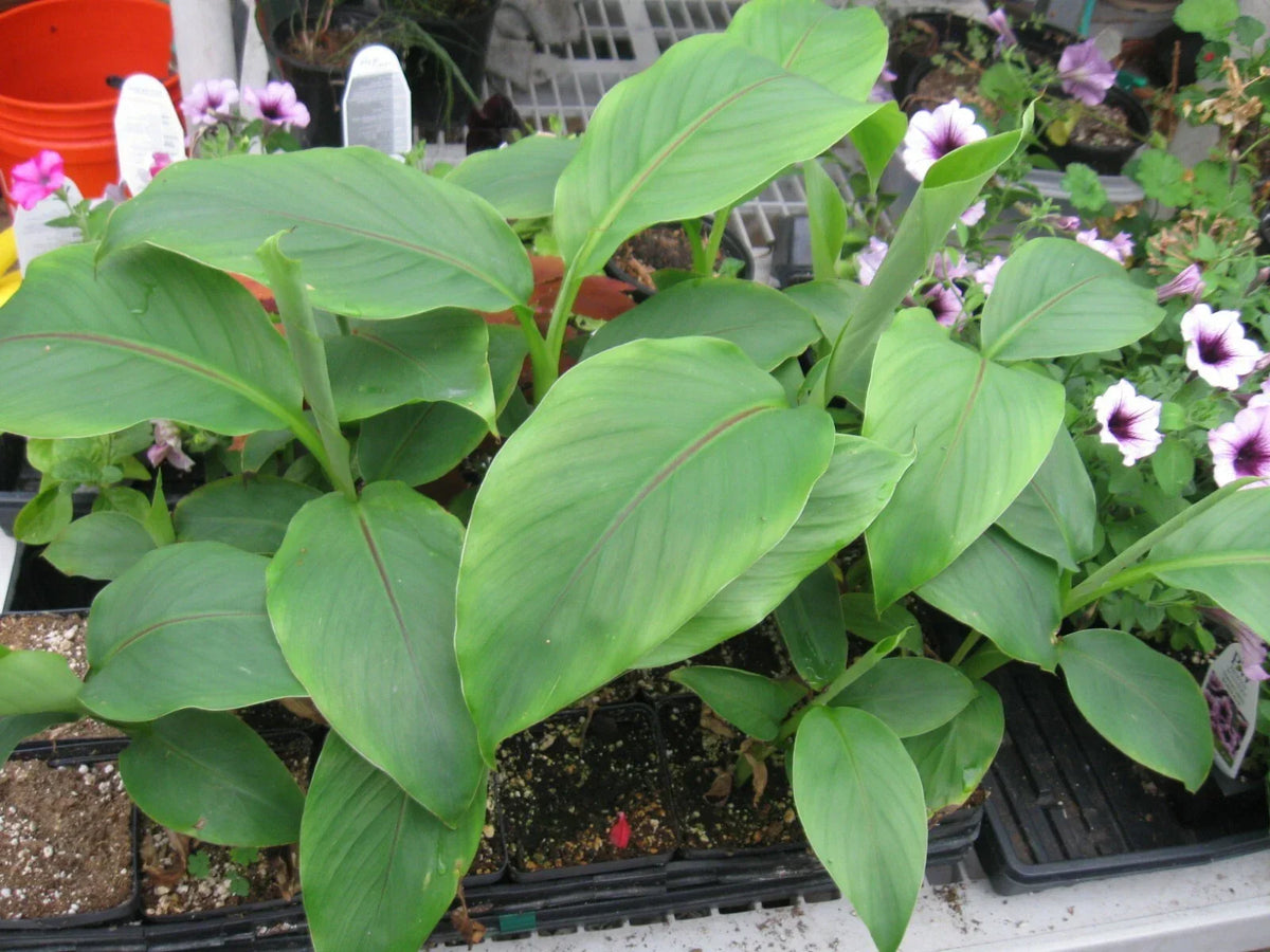 Cold Hardy Banana Plant - 4" Potted Musa basjoo - Live Tropical Banana for Garden & Indoor Use