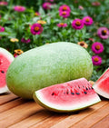 Charleston Gray Watermelon Seeds – Heirloom Non-GMO Citrullus lanatus, 25 Pack, Sweet Juicy Fruit, Free Shipping USA