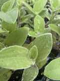 Rooted Tradescantia White Fuzzy Cuttings – Easy Care Live Houseplants, Trailing, Indoor Gardening, Air-Purifying